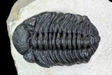 Bargain, Pedinopariops Trilobite - Mrakib, Morocco #110680-2